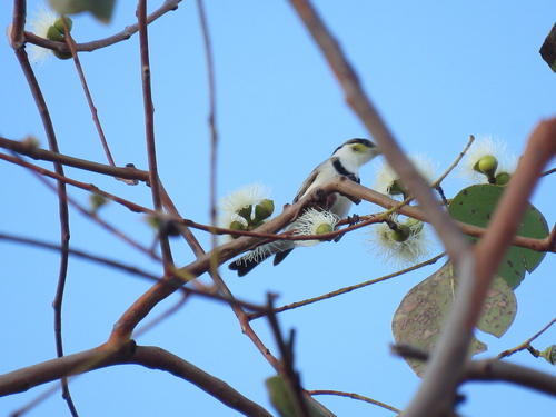 Banded Honeyeater