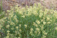 Astragalus adanus