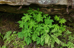 Aconitum noveboracense