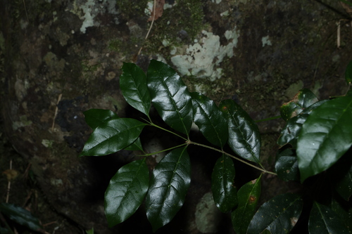 Olea paniculata, photograph 3
