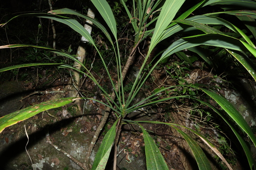 Cordyline petiolaris, photograph 2