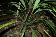 (c) Greg Tasney, some rights reserved (CC BY-SA) Cordyline petiolaris, photograph (c) Greg Tasney, some rights reserved (CC BY-SA)