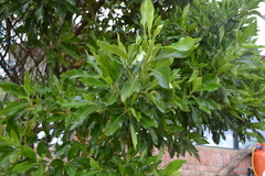 Escallonia paniculata