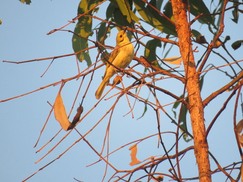 Yellow-tinted Honeyeater
