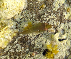 Lepadogaster candolii