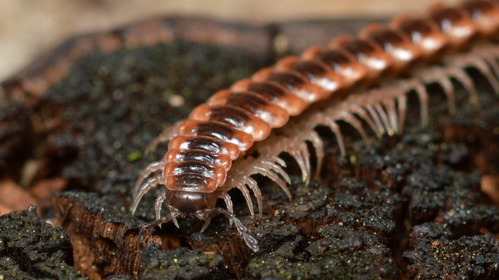 Canadian Flat-back Millipede