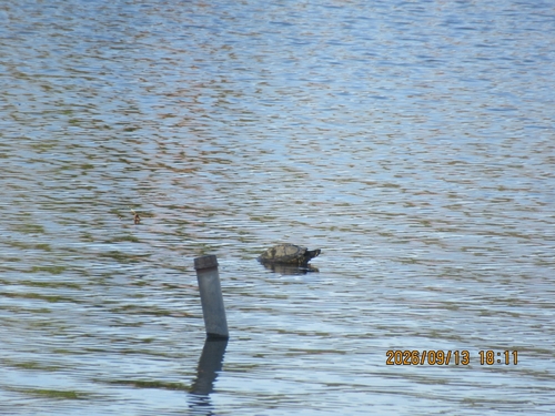 Yellow-bellied Slider