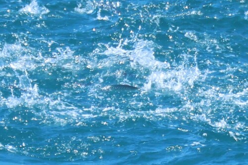 Euthynnus affinis observed 2026-09-06