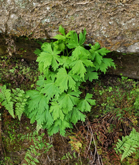Aconitum noveboracense