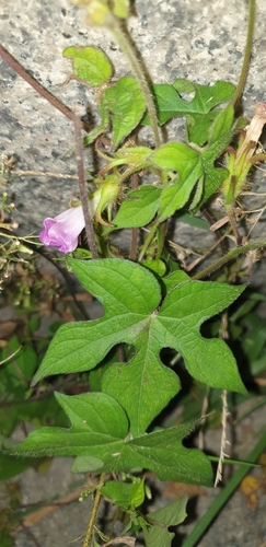 ivy-leaved morning-glory