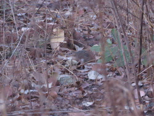 Brown Quail