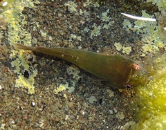 Lepadogaster candolii