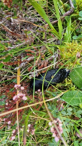 Black Slug