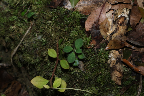 Peperomia leptostachya, photograph 3