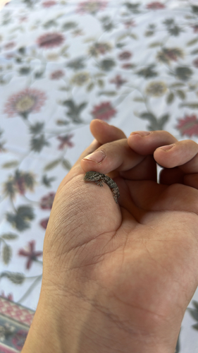 Moorish Gecko