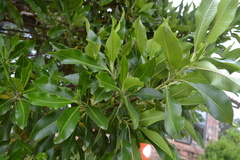 Escallonia paniculata