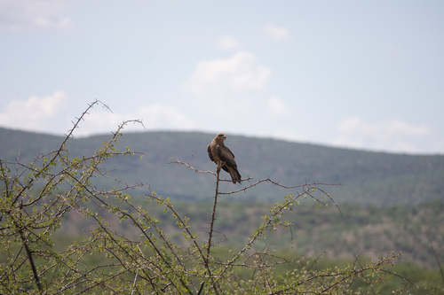 Black Kite