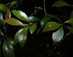 (c) Greg Tasney, some rights reserved (CC BY-SA) Elaeocarpus obovatus, photograph (c) Greg Tasney, some rights reserved (CC BY-SA)