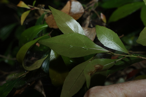 Elaeocarpus obovatus, photograph 6