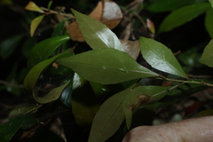 Elaeocarpus obovatus, photograph (c) Greg Tasney, some rights reserved (CC BY-SA)