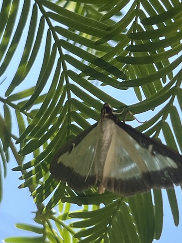 Box Tree Moth