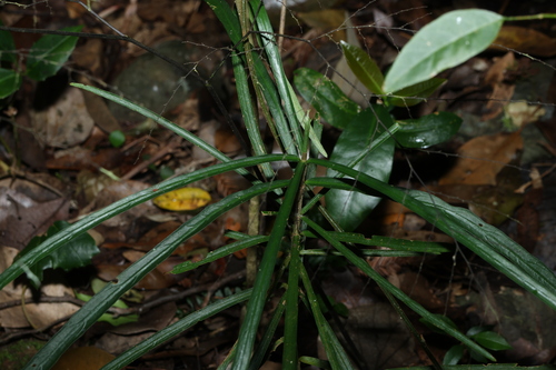 Atractocarpus chartaceus, photograph 5