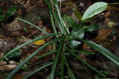 Atractocarpus chartaceus, photograph (c) Greg Tasney, some rights reserved (CC BY-SA)
