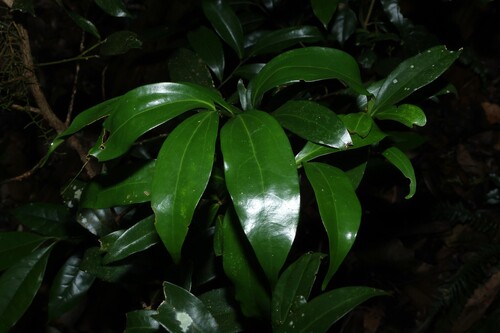 Cryptocarya laevigata, photograph 1