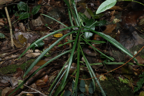 Atractocarpus chartaceus, photograph 6
