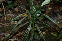 Atractocarpus chartaceus, photograph (c) Greg Tasney, some rights reserved (CC BY-SA)