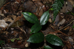 Tetrastigma nitens, photograph (c) Greg Tasney, some rights reserved (CC BY-SA)