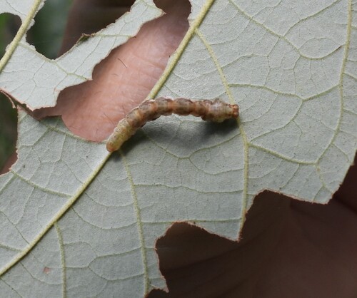 Commersonia bartramia