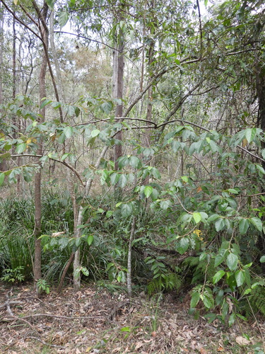 Commersonia bartramia, photograph 3