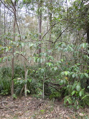 Commersonia bartramia, photograph (c) Mark Clarke, some rights reserved (CC BY)