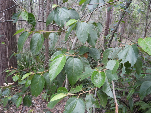 Commersonia bartramia, photograph 4