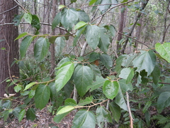 Commersonia bartramia, photograph (c) Mark Clarke, some rights reserved (CC BY)