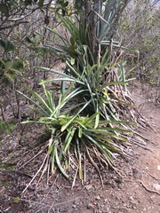 Liliopsida