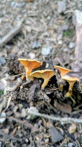 False Chanterelle
