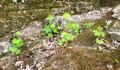 Aconitum noveboracense