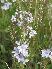 Veronica austriaca dentata