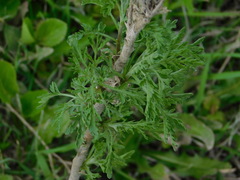 Artemisia abrotanum