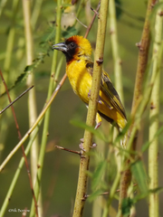 Ploceus taeniopterus