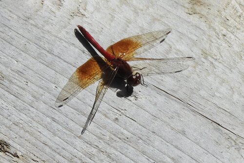 Band-winged Meadowhawk