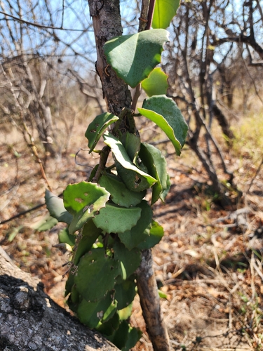 Cissus discolor observed 2026-09-13