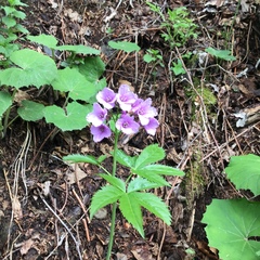 Cardamine pentaphyllos