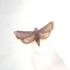 Hypsopygia mauritialis