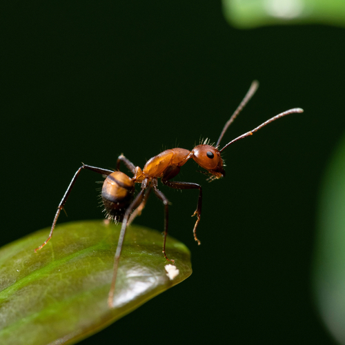 Nicobar Carpenter Ant