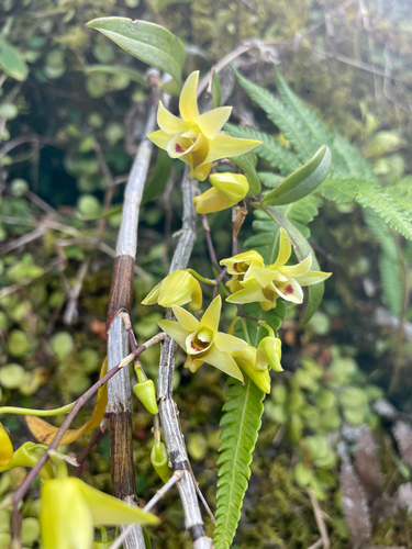 Dendrobium officinale, photograph 2