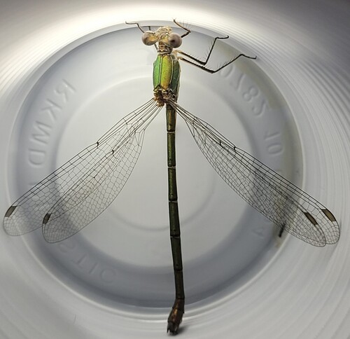 Western Willow Spreadwing
