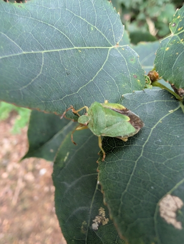 Green Shield Bug